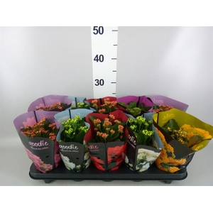 KALANCHOE  'PERFECTA'  MIX