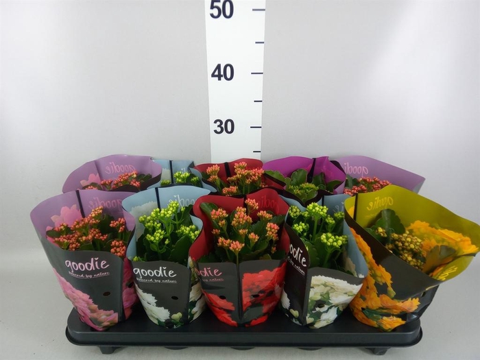 <h4>KALANCHOE  'PERFECTA'  MIX</h4>