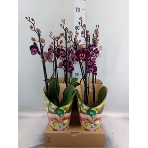 Phalaenopsis  'Ant Montpellier'