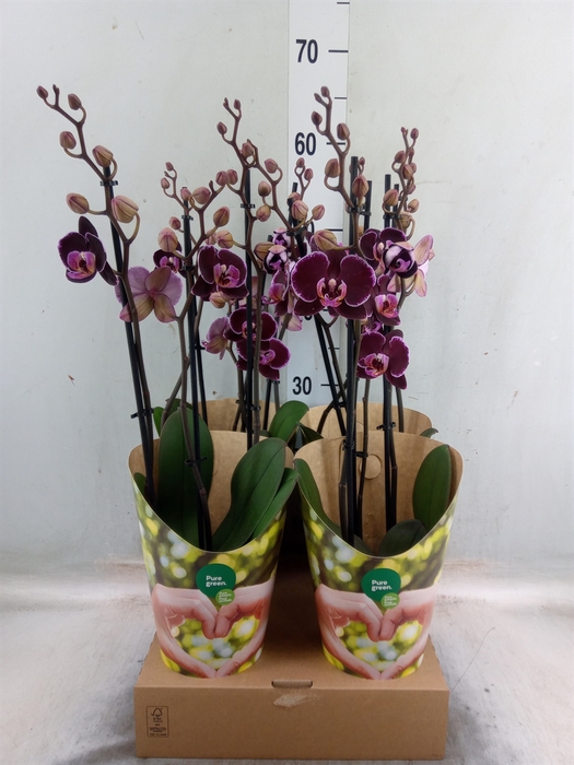 <h4>Phalaenopsis  'Ant Montpellier'</h4>