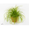 Carex oshimensis 'Everco Everillo'