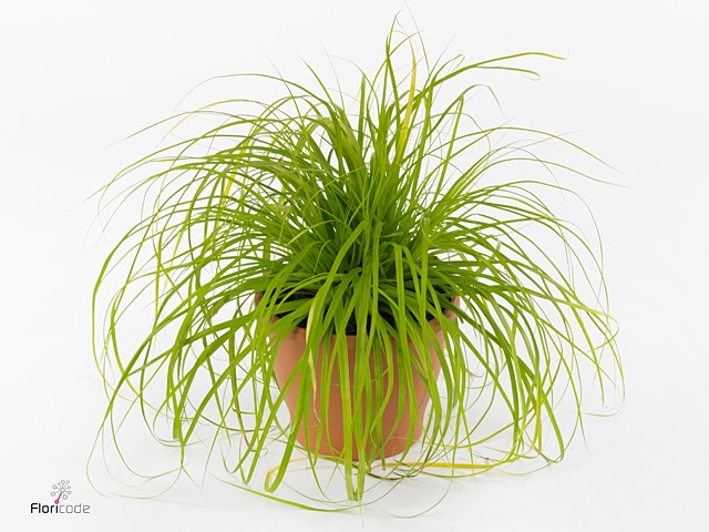 Carex oshimensis 'Everco Everillo'