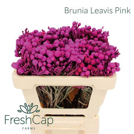 <h4>Brunia Leavis Pink</h4>