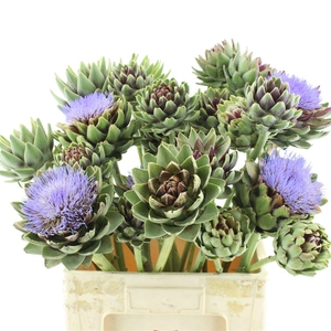 Cynara Sc Green Glob Vertakt