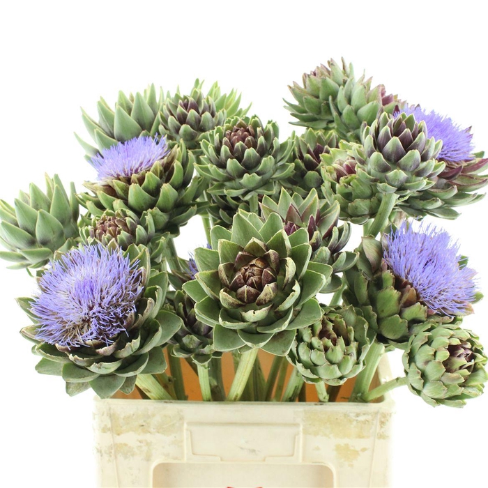<h4>Cynara Sc Green Glob Vertakt</h4>