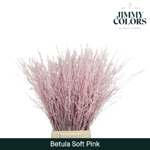 Betula L70 Soft Pink
