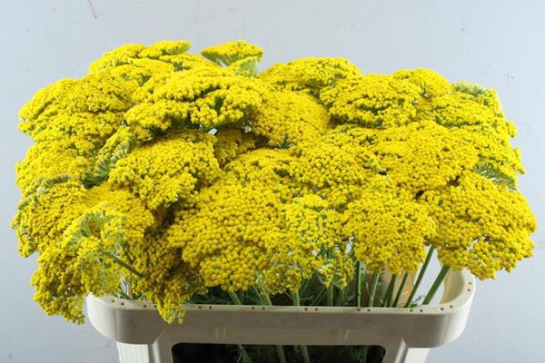 <h4>Achillea Park Variety (geel)70</h4>