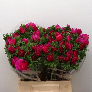 Anem Mistral Sr Cerise Super