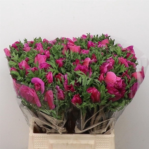 Anem Mistral Sr Cerise Super Xl