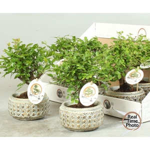 BONSAI GEM