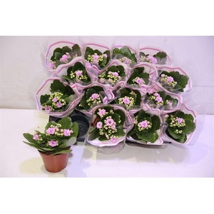 arr8 Kal Ge Zeta Lilac