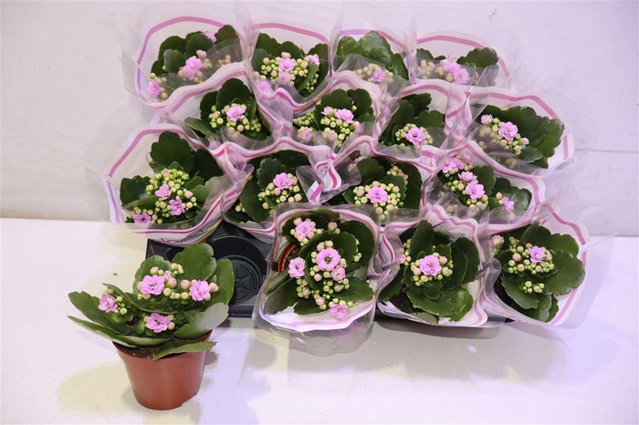 <h4>arr8 Kal Ge Zeta Lilac</h4>