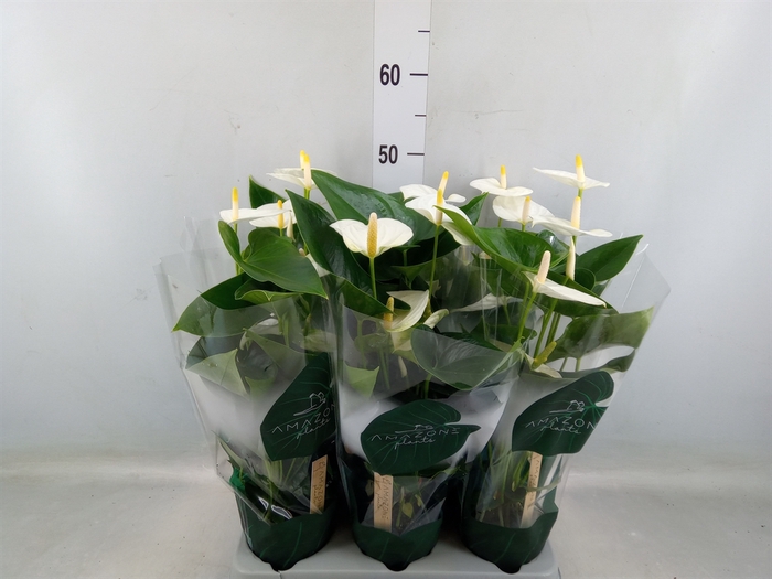 <h4>Anthurium andr. 'Samora'</h4>