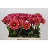 Dahlia Salmon Runner