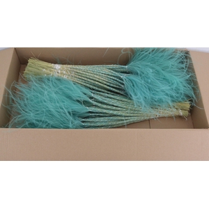 DF Stypha 60cm Bs Turquoise
