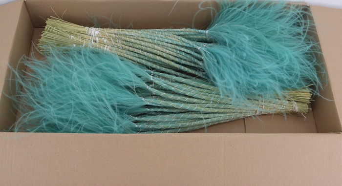 <h4>DF Stypha 60cm Bs Turquoise</h4>