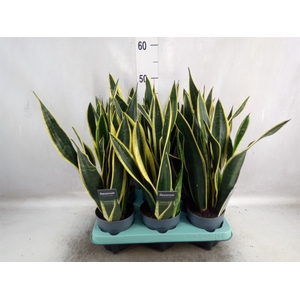 Sansevieria trifa. 'Black Gold'