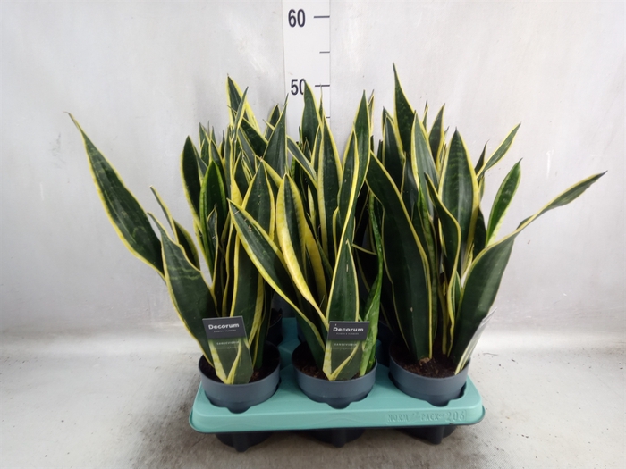 Sansevieria trifa. 'Black Gold'