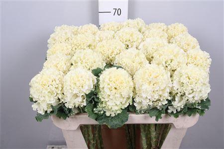 <h4>Brass Crane Ru White</h4>