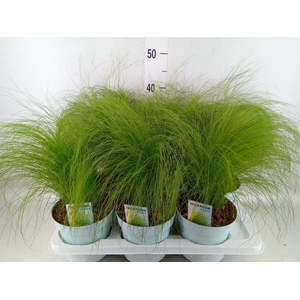 Stipa tenuissima 'ColGra Pony Tail'