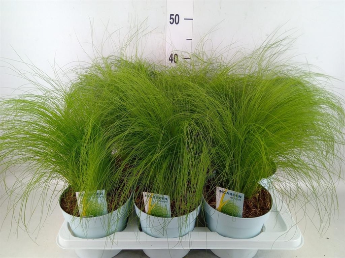 <h4>Stipa tenuissima 'ColGra Pony Tail'</h4>