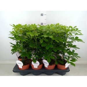 Schefflera arbor. 'Nora'