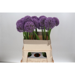 Allium Grootbloemig