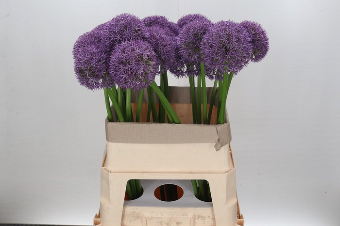 <h4>Allium Grootbloemig</h4>