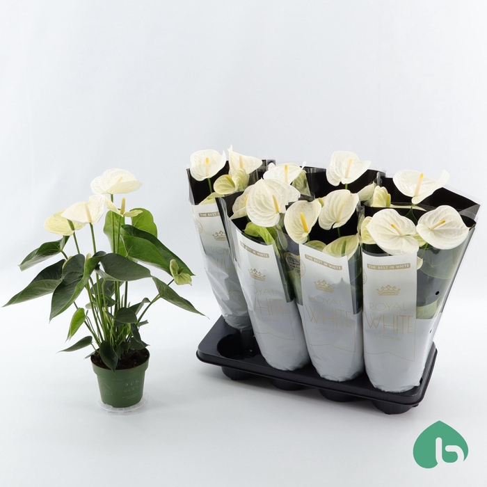 <h4>Anthurium Andr. Alpine</h4>