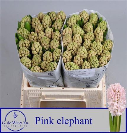 <h4>Hyac Pink Elephant</h4>