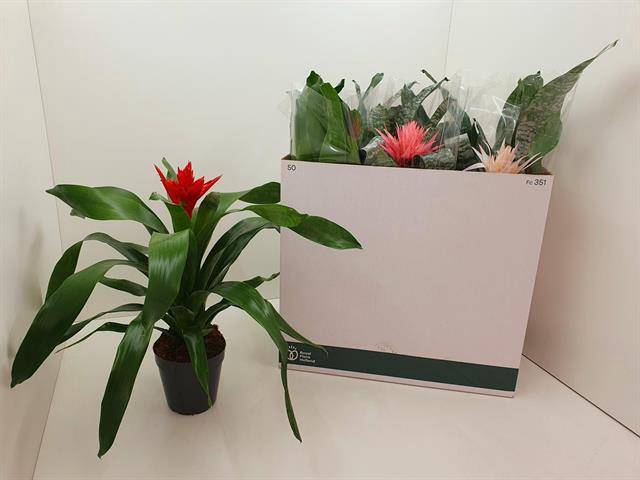 <h4>Aechmea mix</h4>