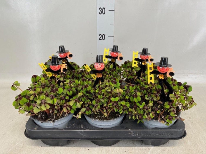 <h4>Oxalis deppei</h4>