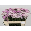 Achillea Millefol Masterclass Light Pink
