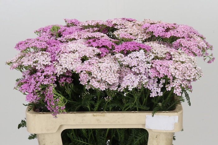 <h4>Achillea Millefol Masterclass Light Pink</h4>