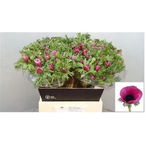 Anem Nl. Co Mar Orchid