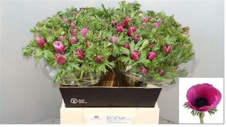 <h4>Anem Nl. Co Mar Orchid</h4>