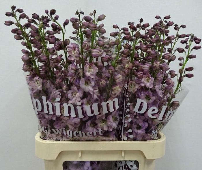 <h4>Delph Dewi Funny Smile Wigchert</h4>
