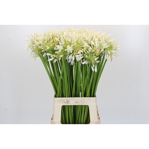 Agapanthus Volendam