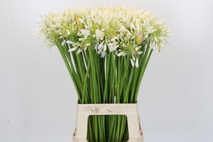 <h4>Agapanthus Volendam</h4>