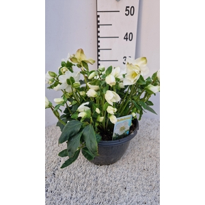 HELL NI HGC WINTERGO