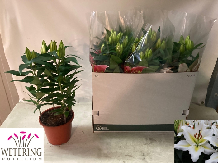 <h4>LIL OR SUNNY AZORES</h4>