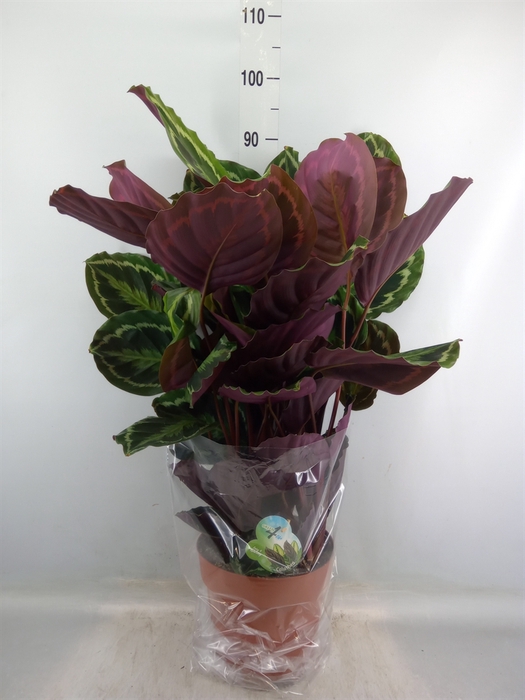 <h4>Calathea  'Medallion'</h4>