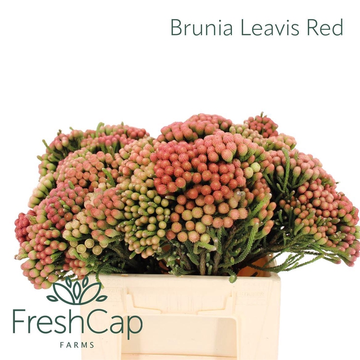 <h4>Brunia Leavis Red Medium</h4>