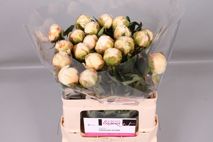 <h4>Paeonia Fringed Ivory | Heavy Quality</h4>