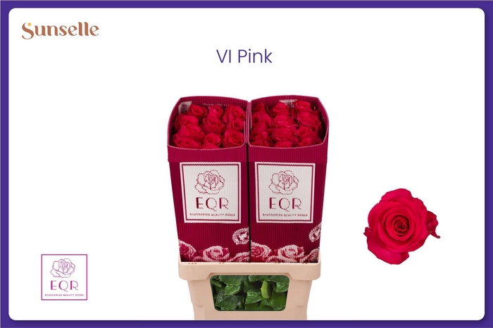 <h4>R GR VIPINK</h4>