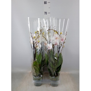 Phalaenopsis   ...