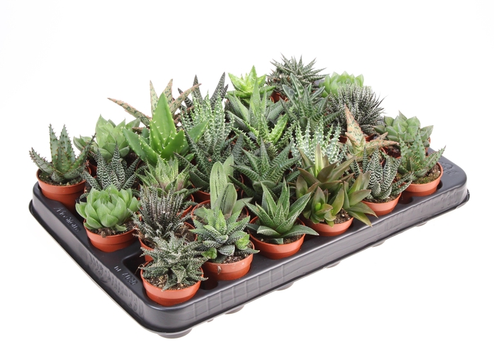 <h4>Aloe haworthia mix</h4>