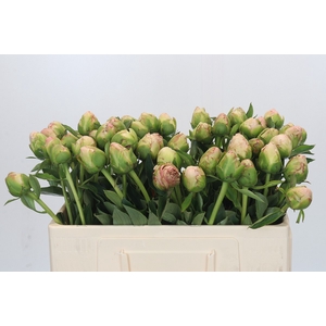 Paeonia In Full Sail