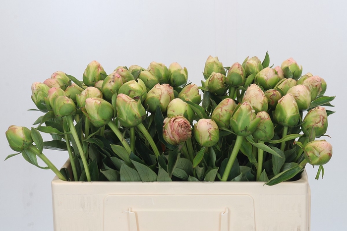 <h4>Paeonia In Full Sail</h4>