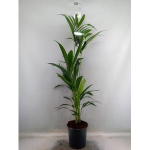 Howea forsteriana